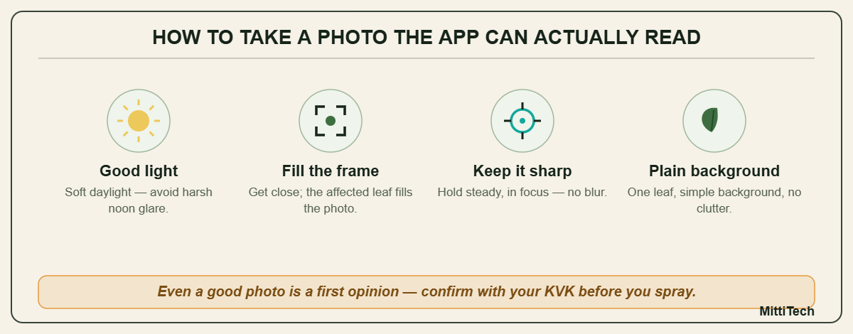 How to take a crop-disease photo the app can read